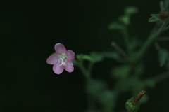 Pavonia odorata